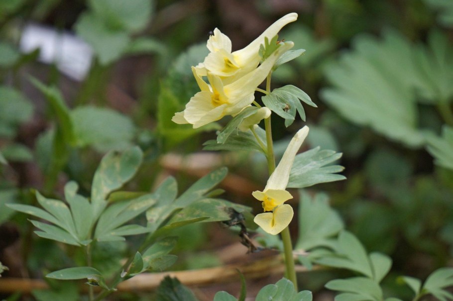 Хохлатка маршалла растение