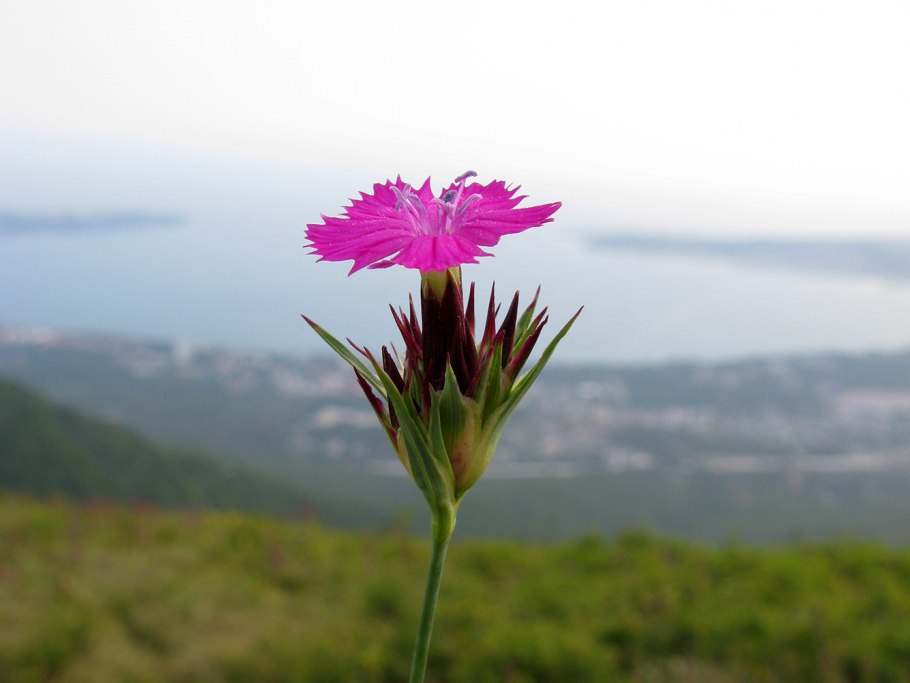 Dianthus andrzejowskianus