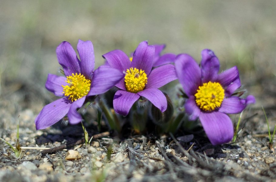 Забайкальские подснежники ургульки