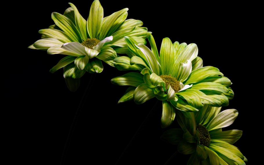 Моника анафония зеленые цветы