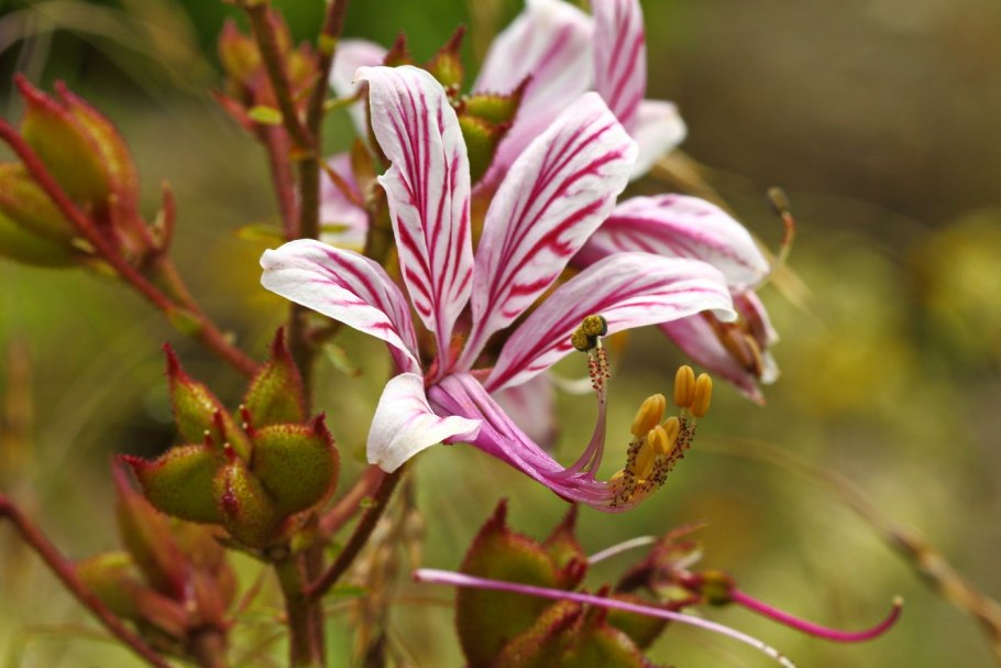 Ясенец неопалимая купина