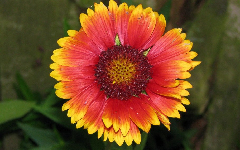 Желтые ромашки урсиния