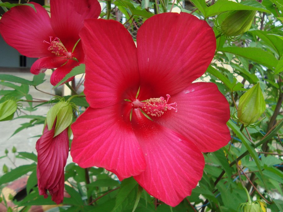 Hibiscus coccineus