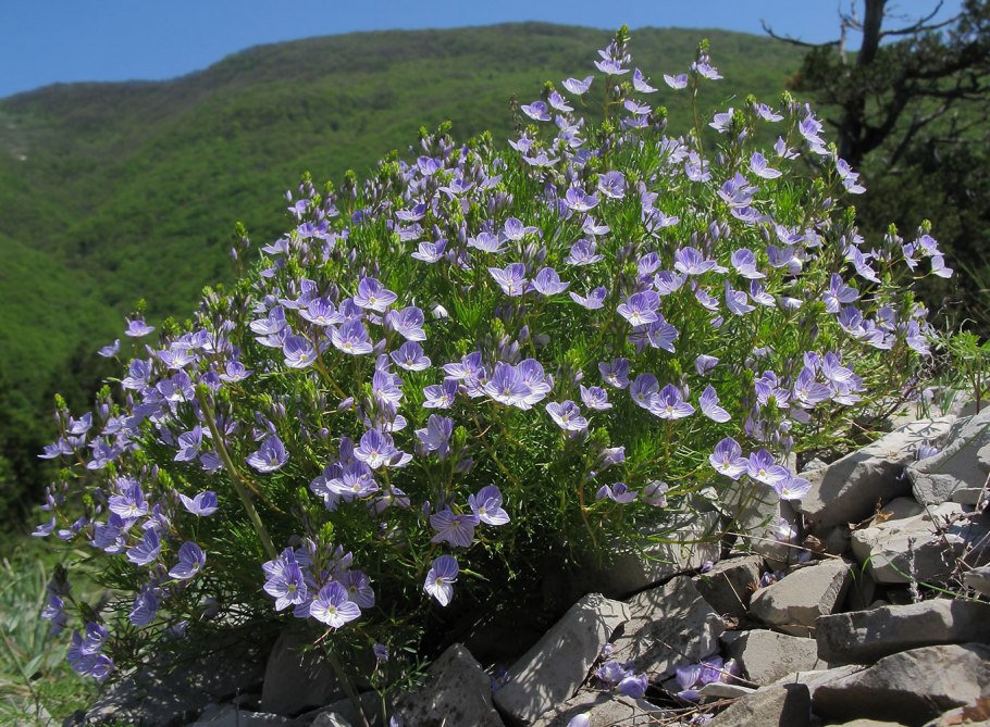 Veronica filifolia