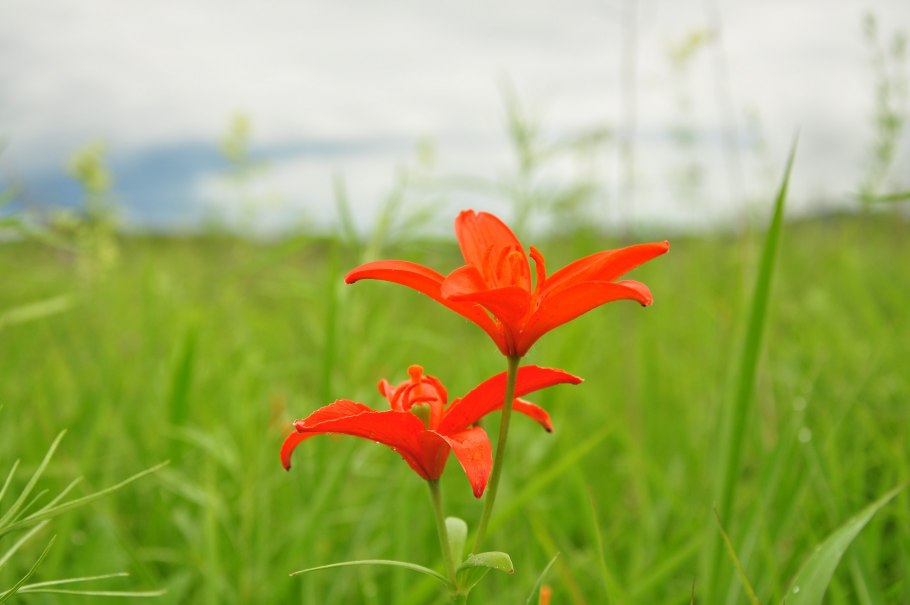 Флора приморья