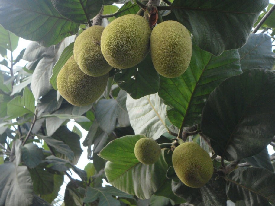 Хлебное дерево маранг