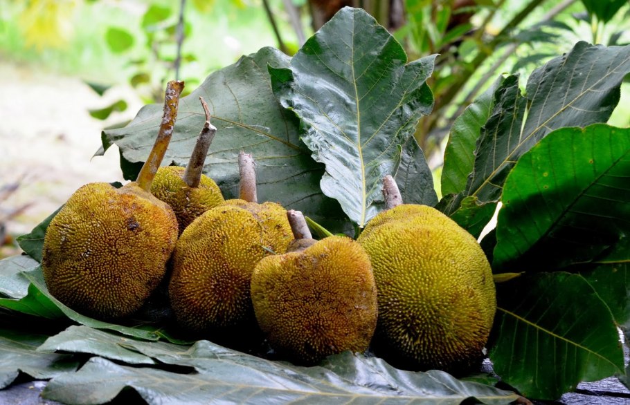 Артокарпус хлебное дерево