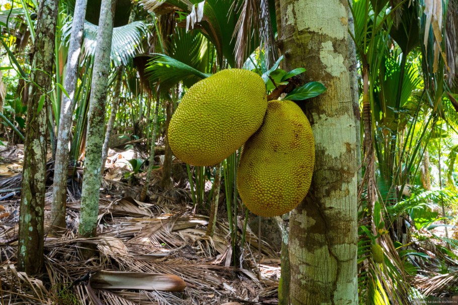 Хлебное дерево гилеи