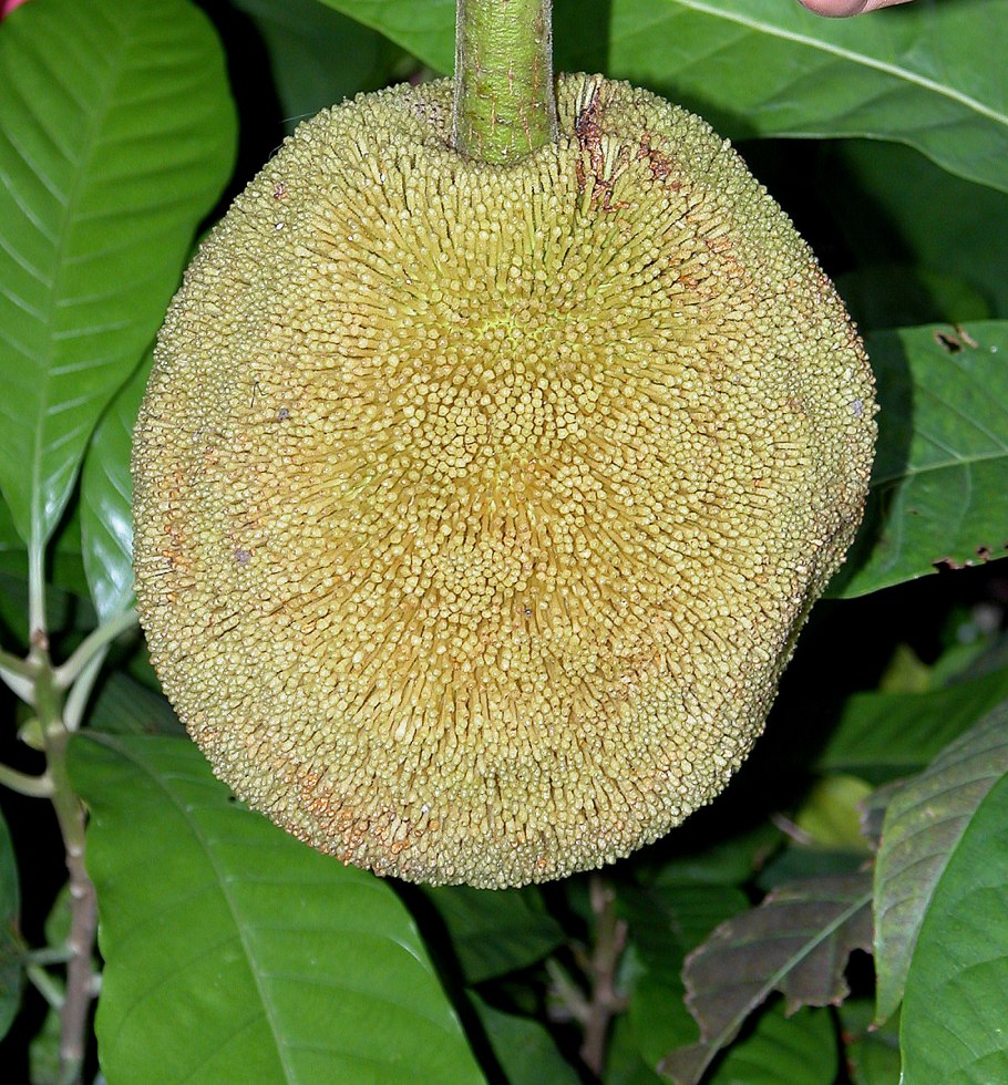 Хлебное дерево маранг