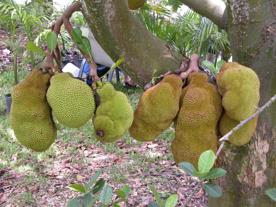 Хлебное дерево джекфрут