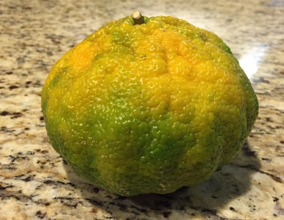 Агли (углифрут)