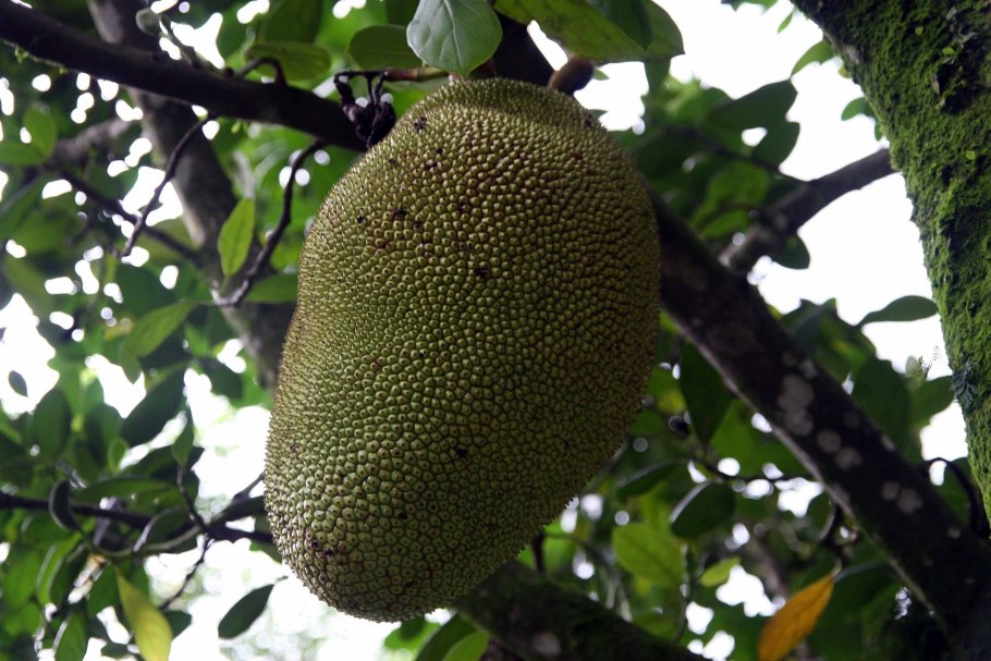 Artocarpus heterophyllus