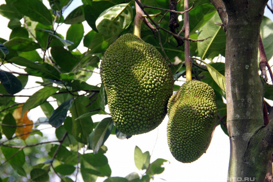 Плод хлебного дерева