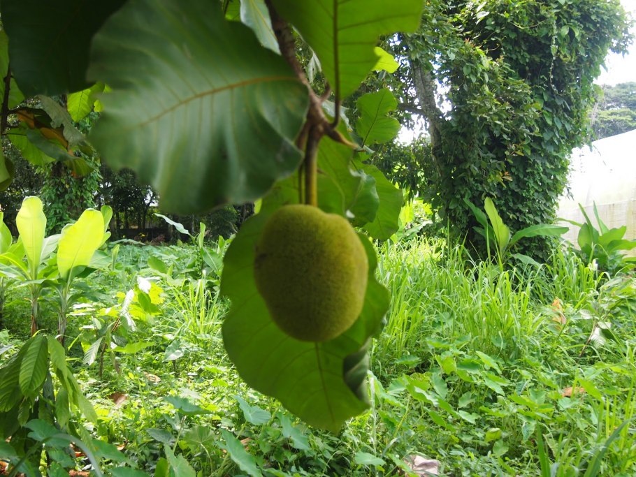 Artocarpus odoratissimus