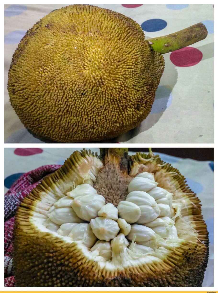Маранг джекфрут и дуриан
