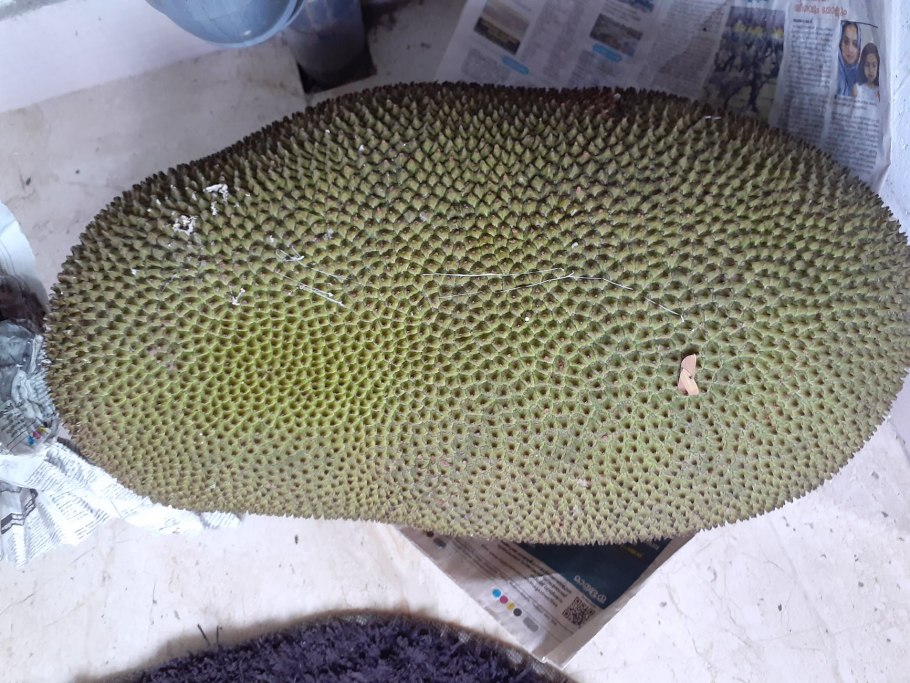 Хлебное дерево джекфрут