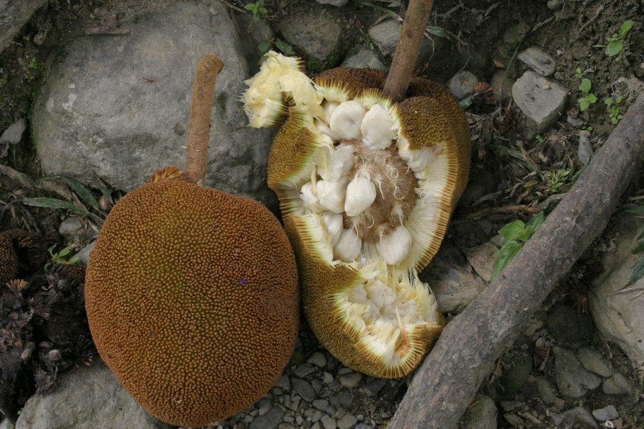 Хлебное дерево плоды