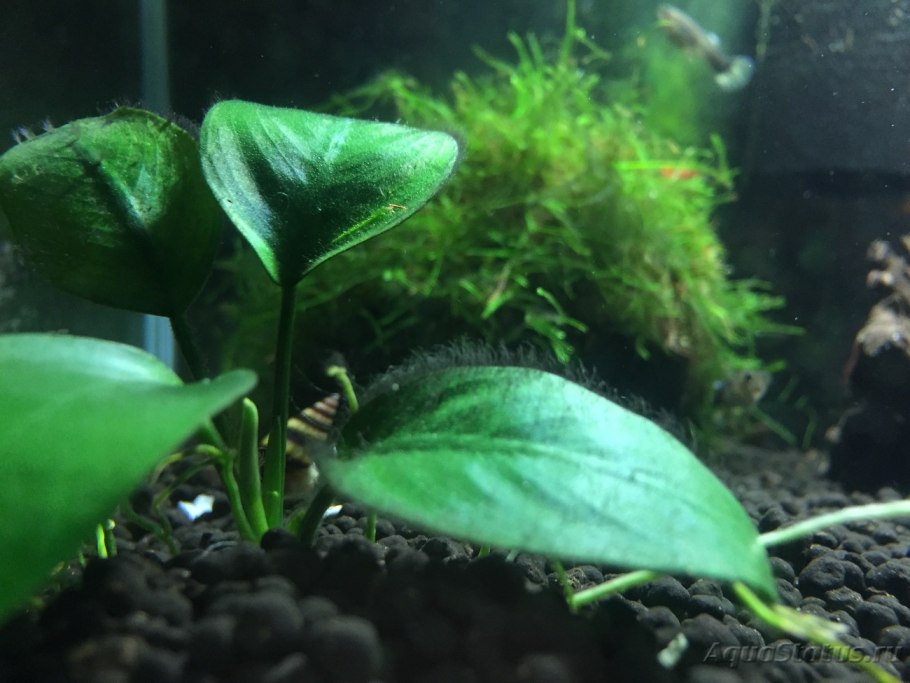 Анубис аквариумное растение нано