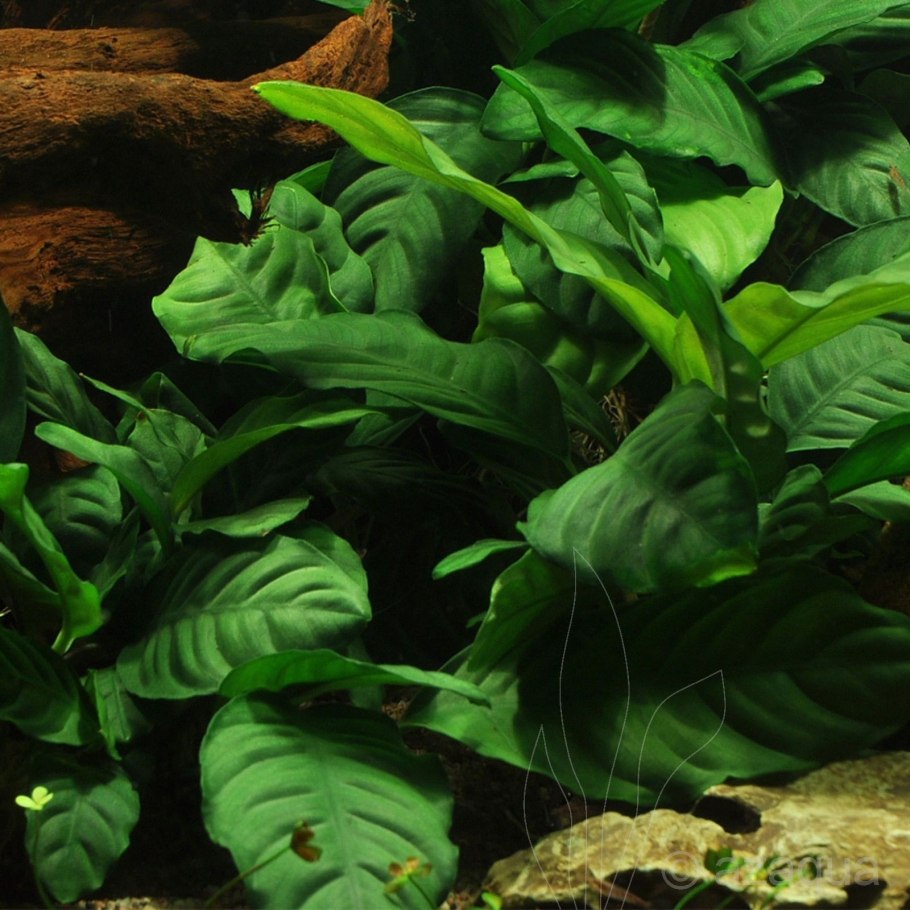 Anubias barteri