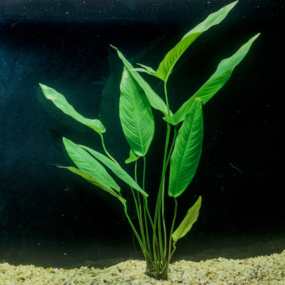 Анубиас гигантский Anubias gigantea