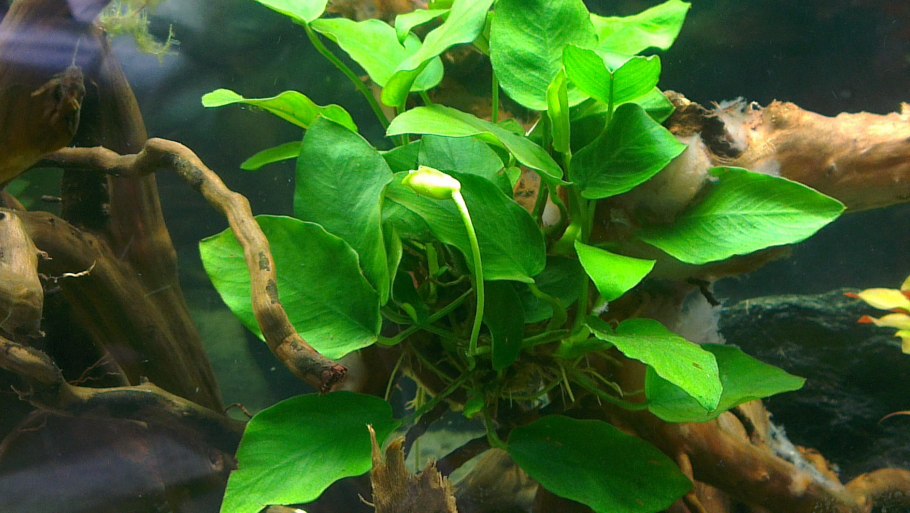 Водоросли анубиас