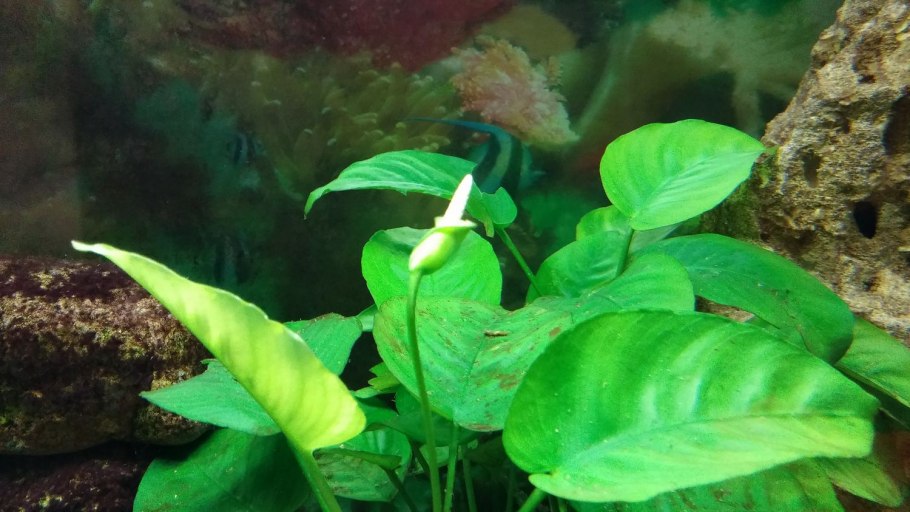 Анубис гибридный растение аквариумное