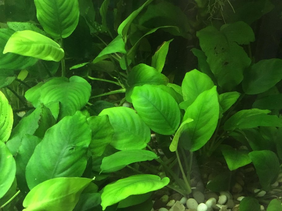 Эхинодорус Рубин Echinodorus Rubin