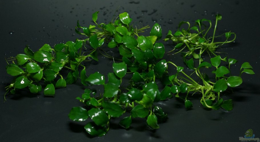 Анубиас ризома