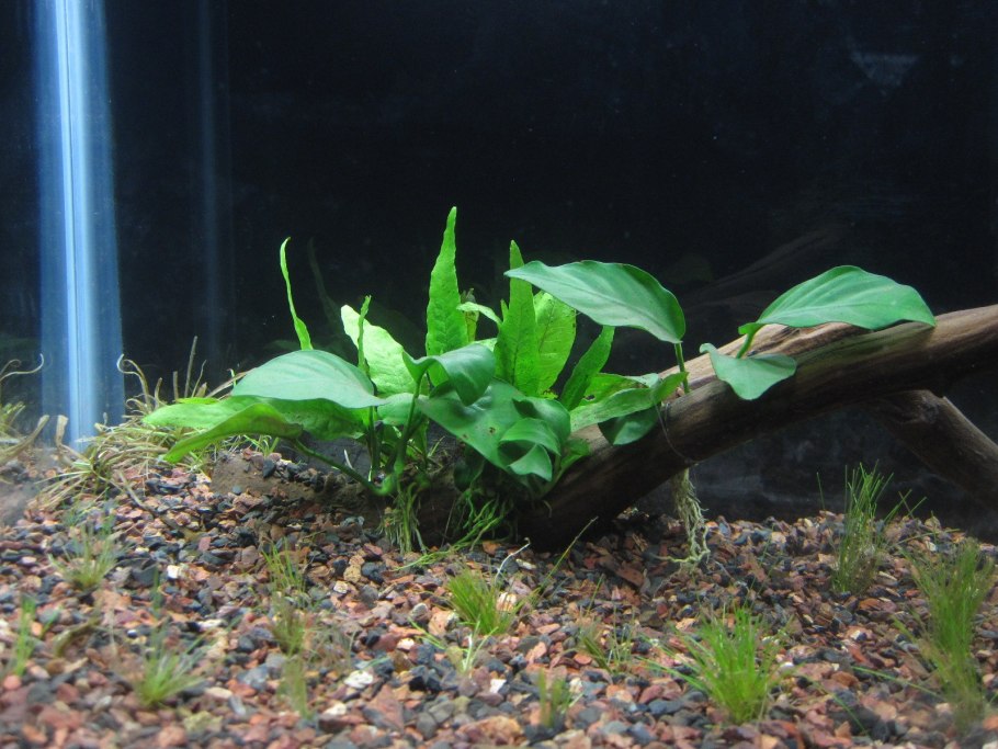 Эхинодорус нимфея тигровая