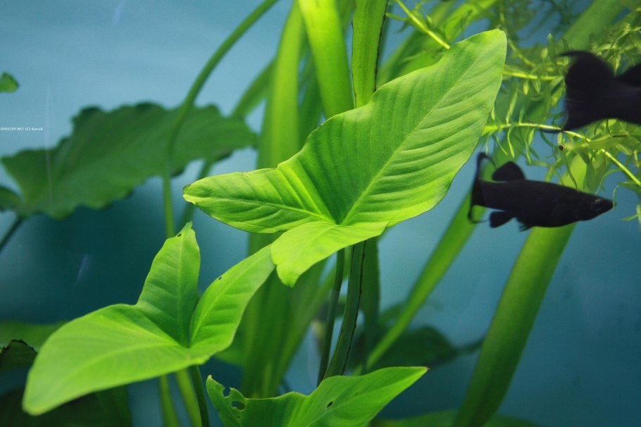 Бакопа Каролинская