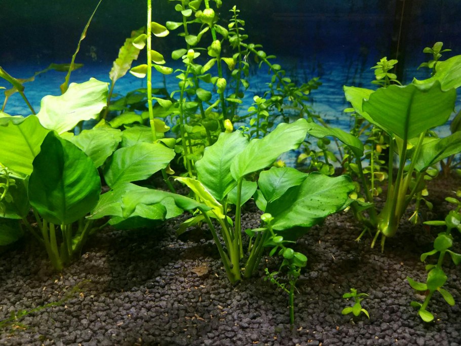 Анубиас аквариумное растение