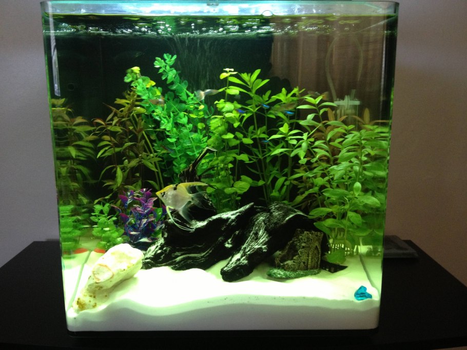 Анубиас Нана бонсай