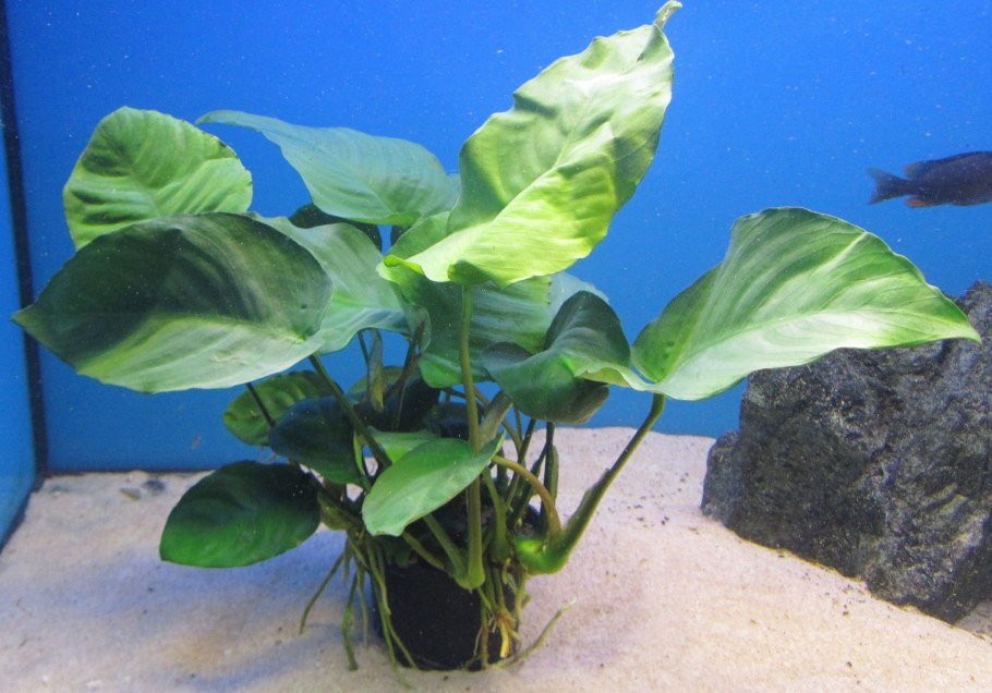 Анубиас ланцеолата