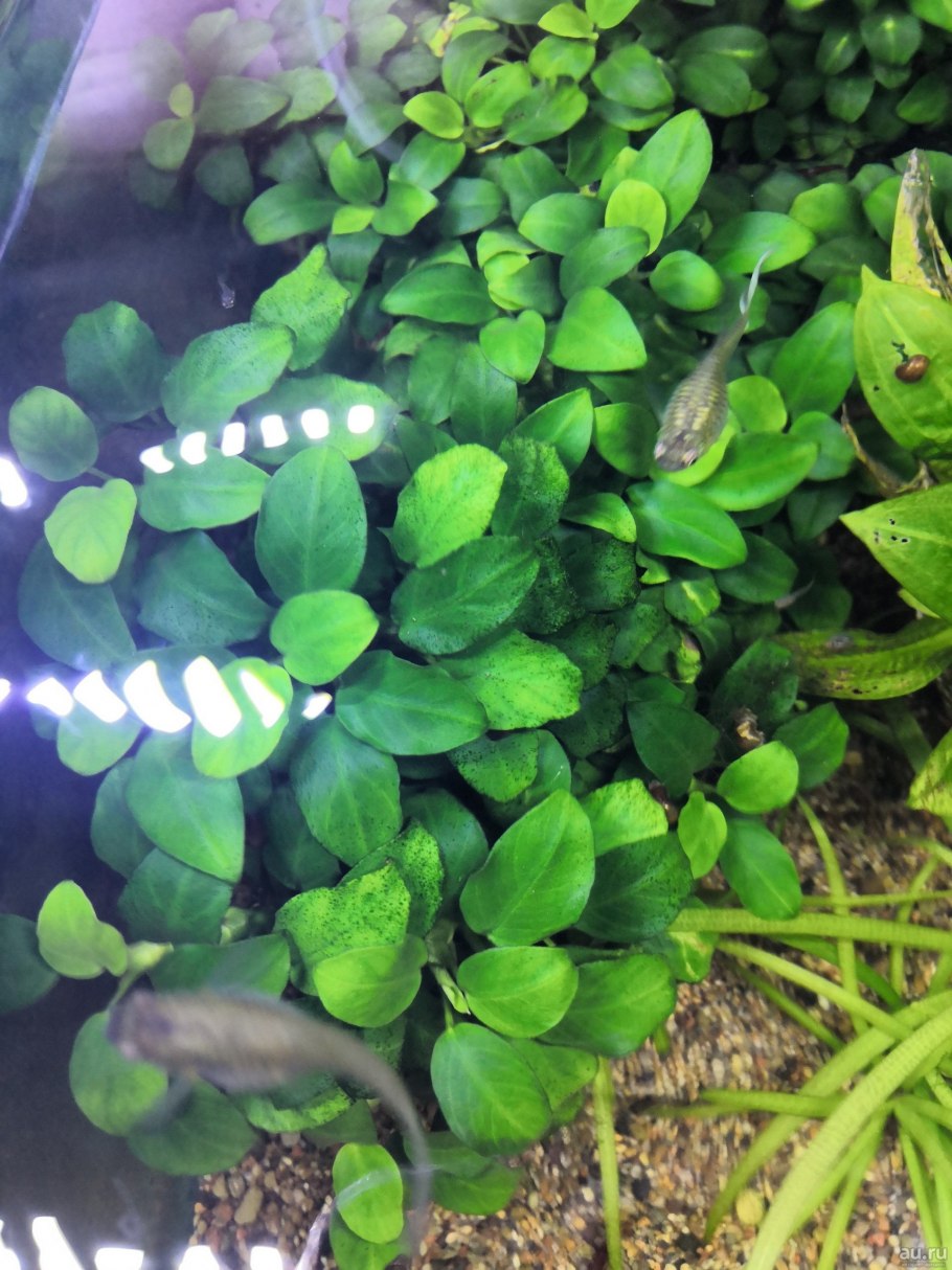 Кабомба, Криптокорина, анубиас
