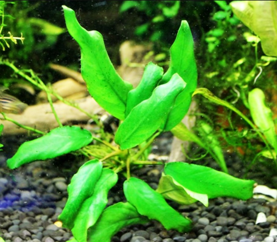 Анубиас бартера каладифолия