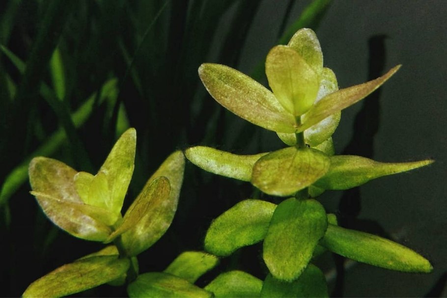 Хлороз анубиас