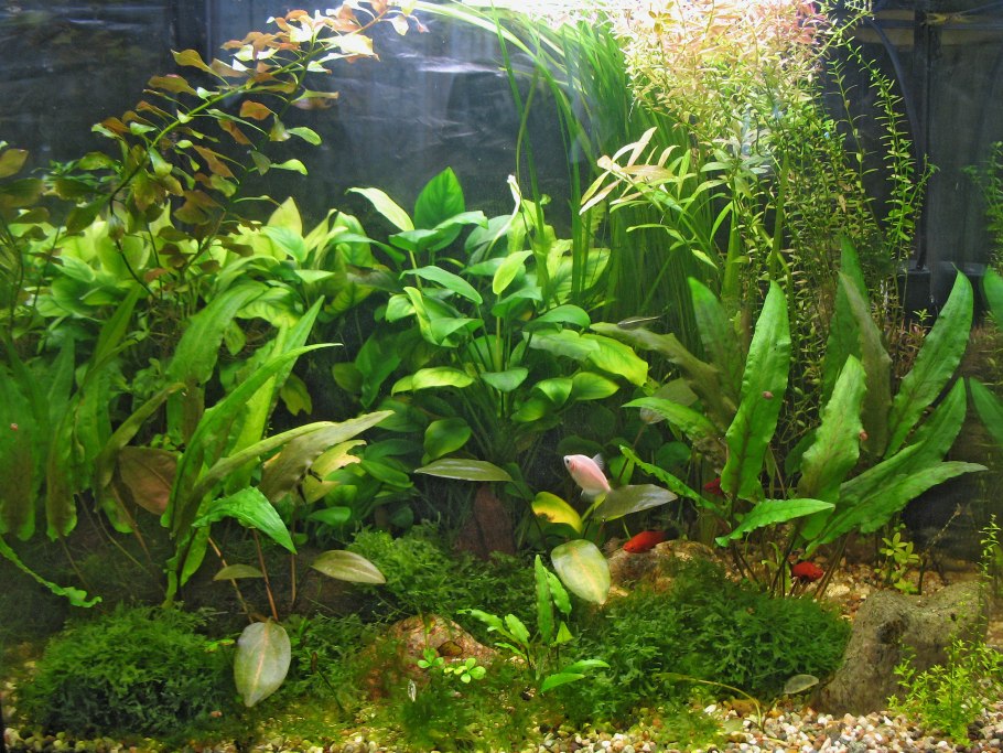 Анубиас грациозный аквариумное растение