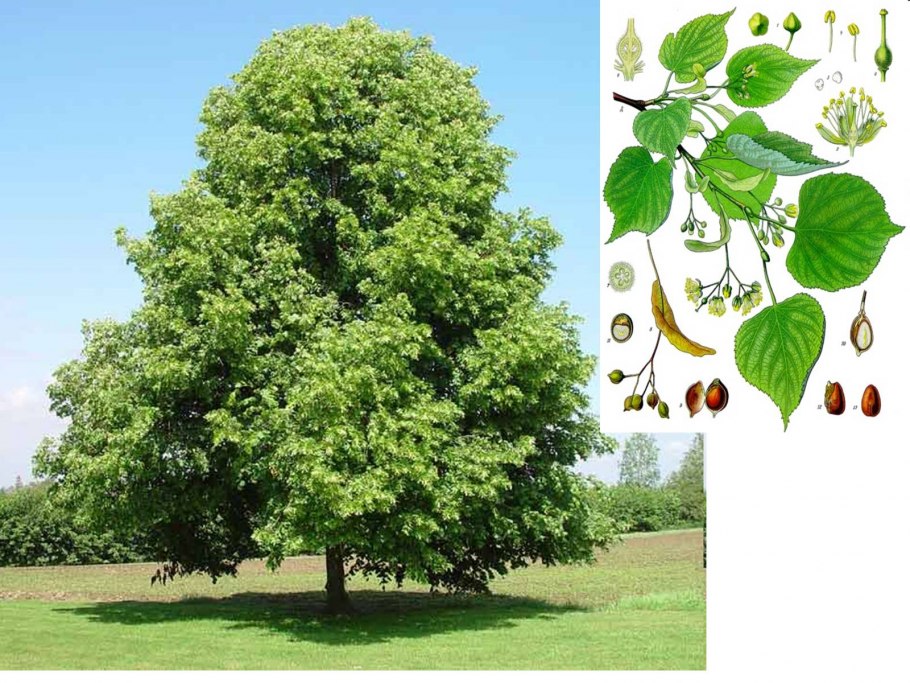 Осина и ясень