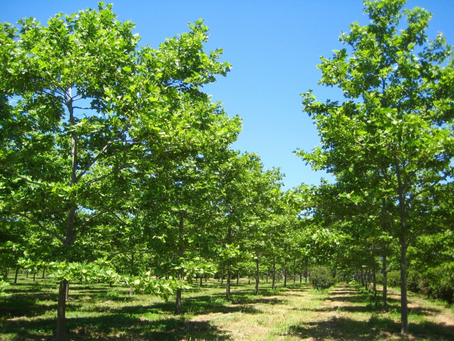 Схема лиственные и хвойные деревья