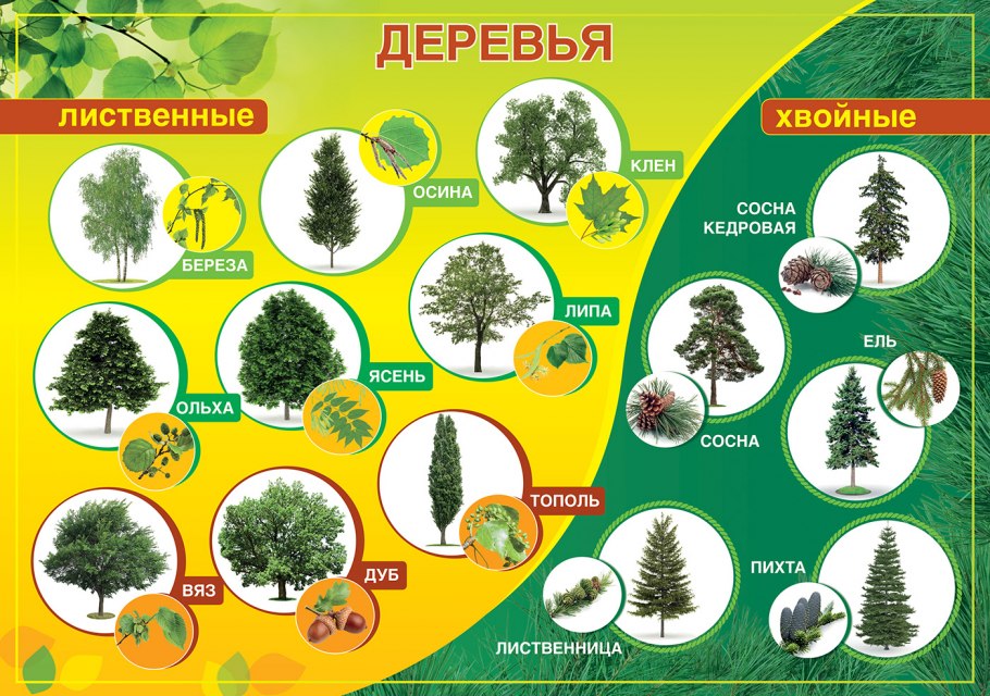 Хвойные деревья названия