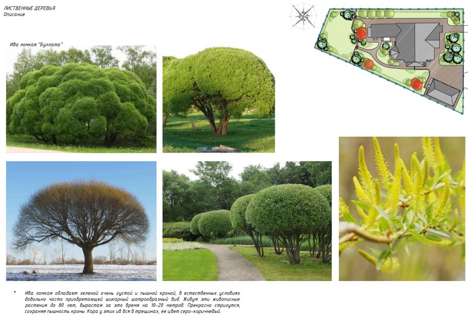 Дуб ольха клен