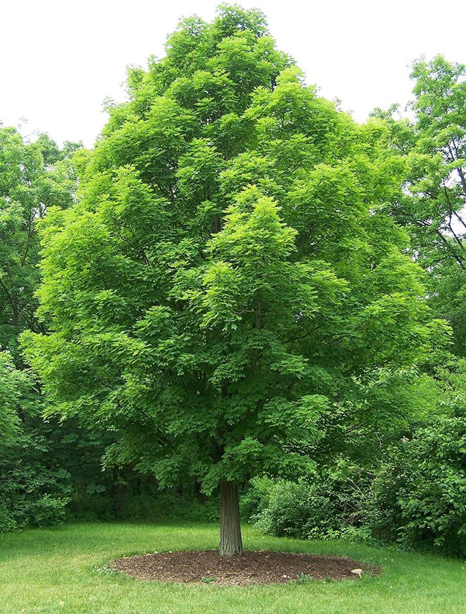 Широколиственные деревья