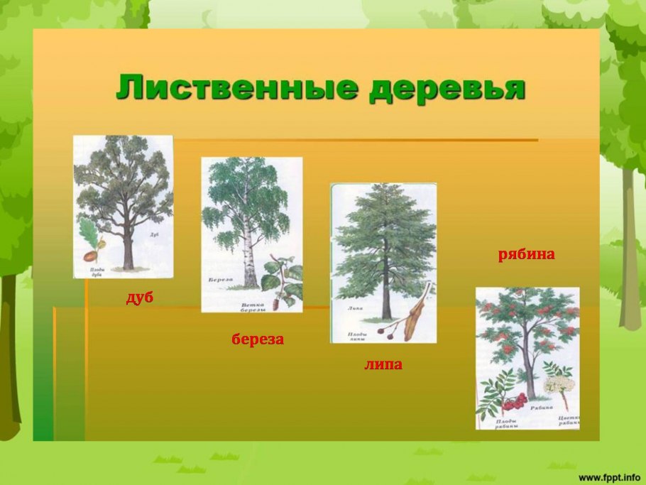 Лиственные деревья России