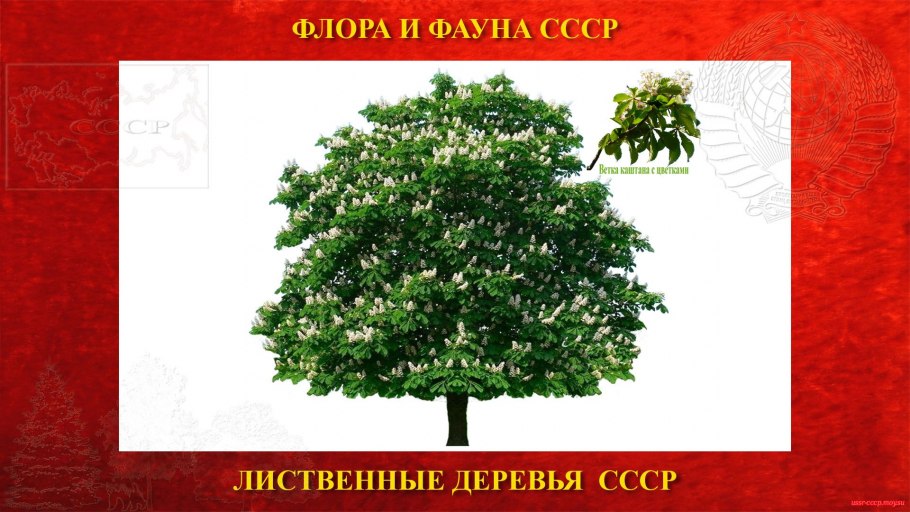 Дерево ссср. Лиственные деревья 94. Дерева СССР И России. Каштан хвойное или лиственное дерево.