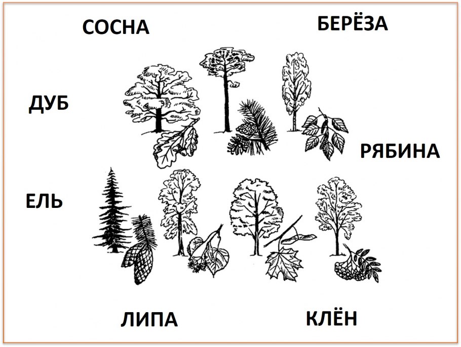 Лиственные деревья и кустарники средней полосы России