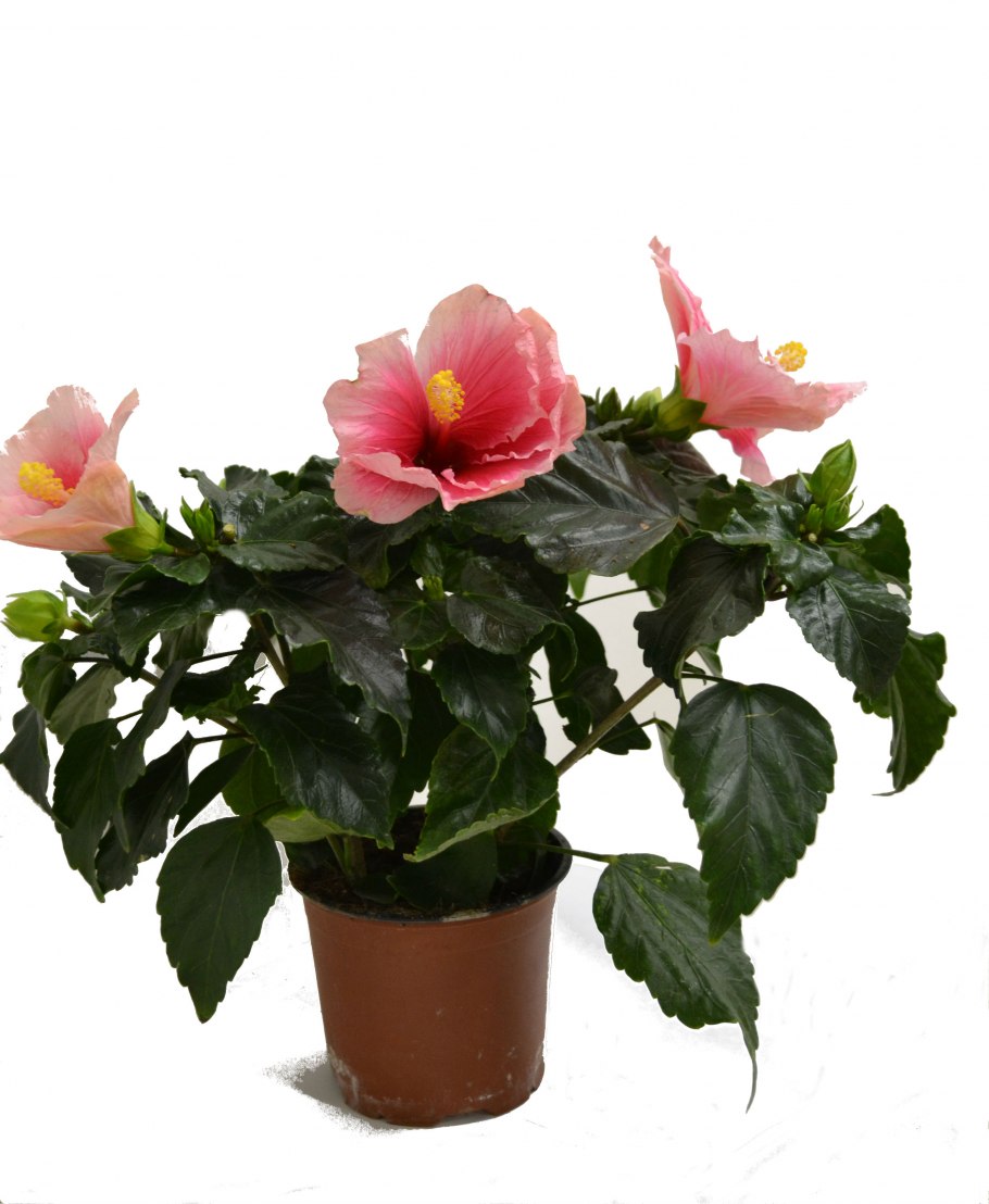 Гибискус Розан