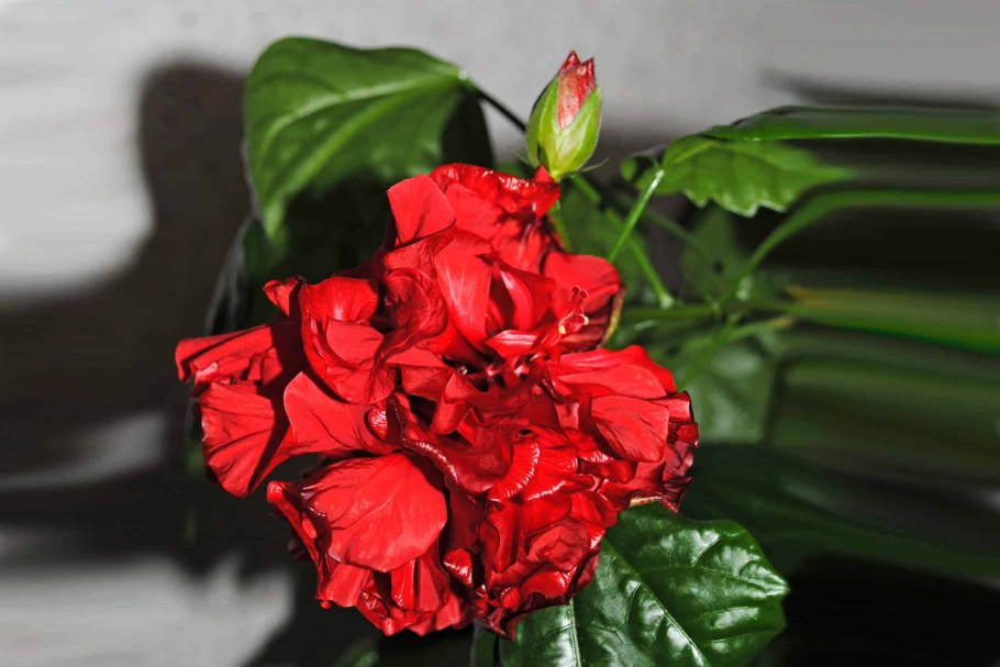 Гибискус чайная роза