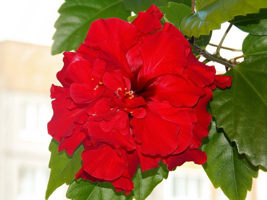 Роза гибискус