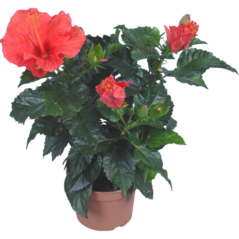 Гибискус чайная роза