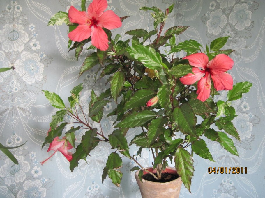 Гибискус красный махровый китайская роза